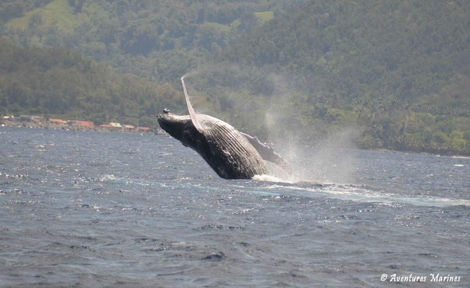Whale Watching景点图片