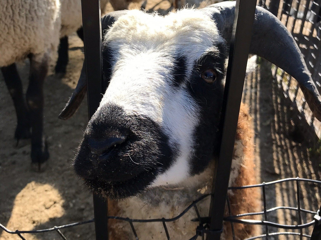 Yates Cider Mill-罗切斯特山必去景点