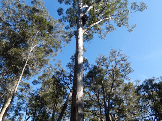 Shannon National Park-Manjimup必去景点