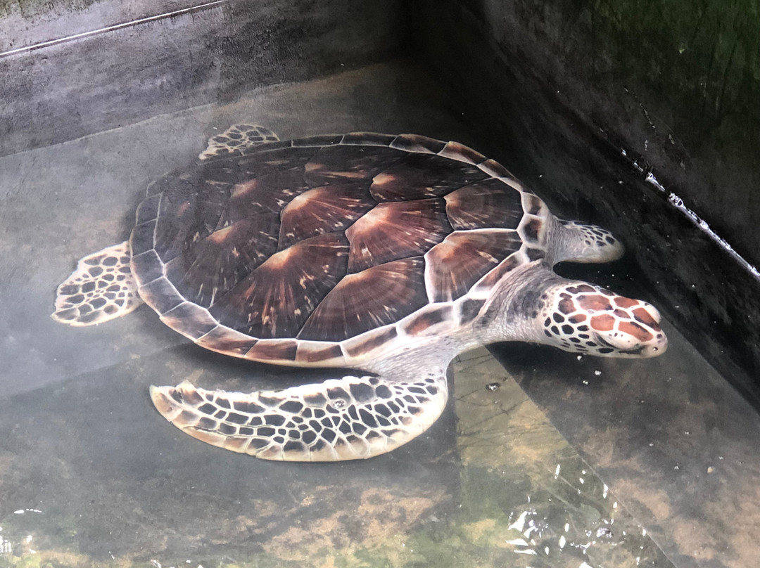 Kosgoda Turtle Care-科斯戈德必去景点