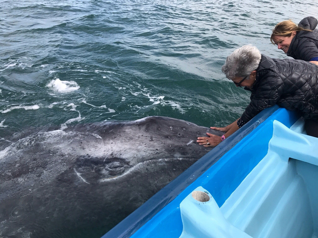 Hotel Brennan Whale Watching景点图片