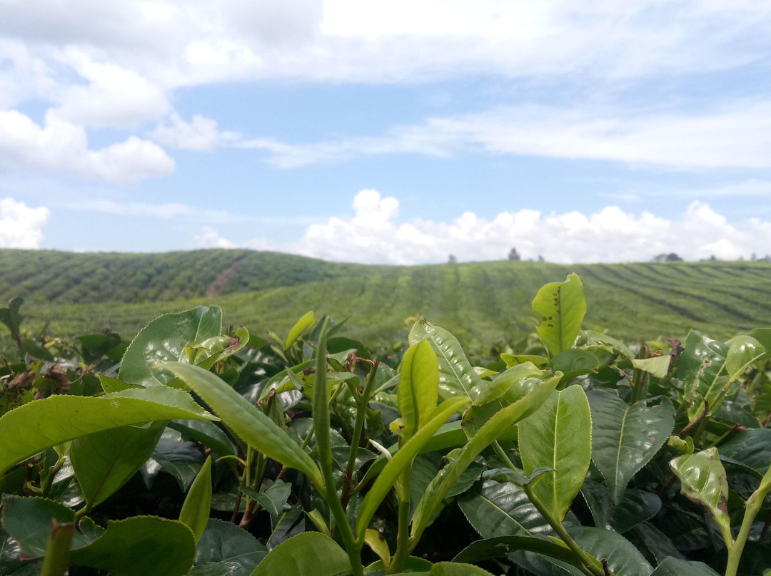 Saroha global tour-棉兰必去景点