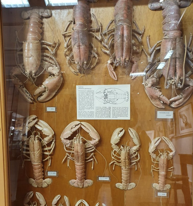 Museum Helgoland-Helgoland必去景点