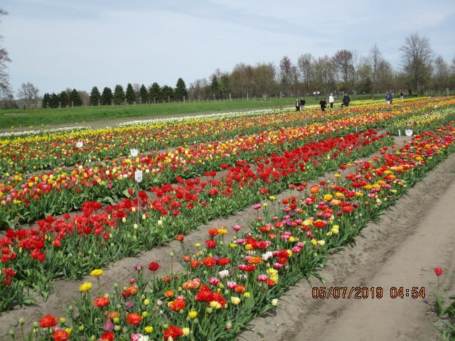 Veldheer Tulip Gardens景点图片