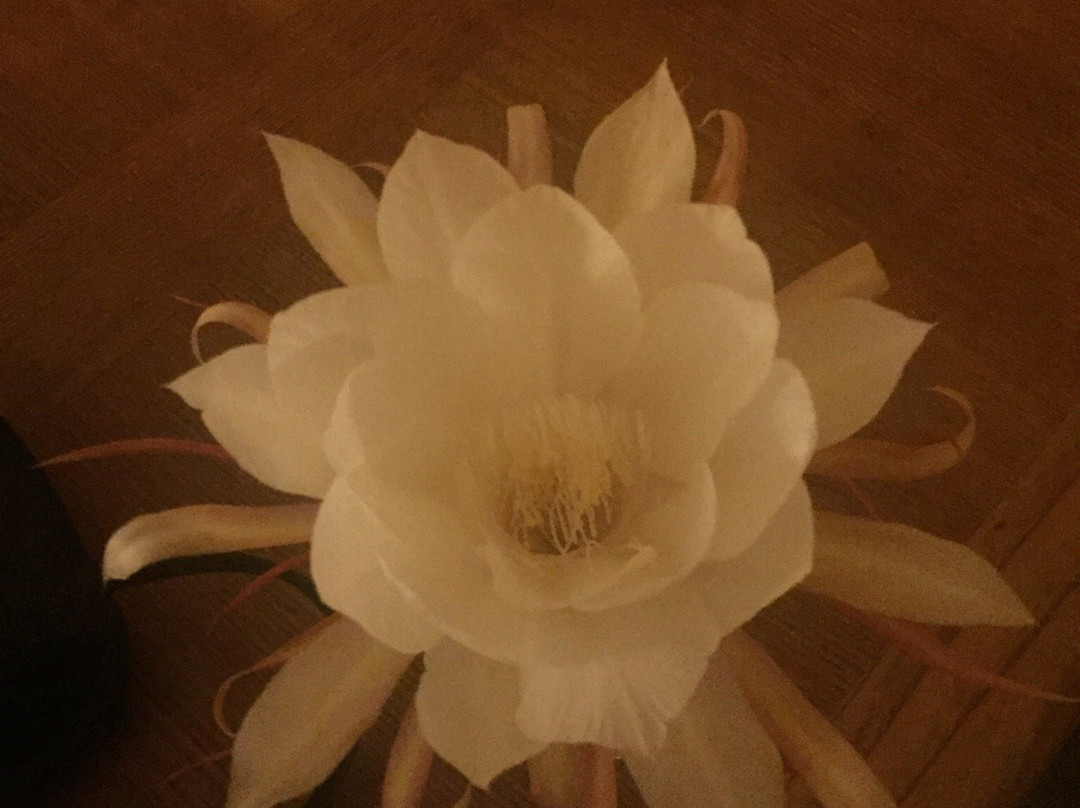 Lakewood Golf Course-凤凰城必去景点