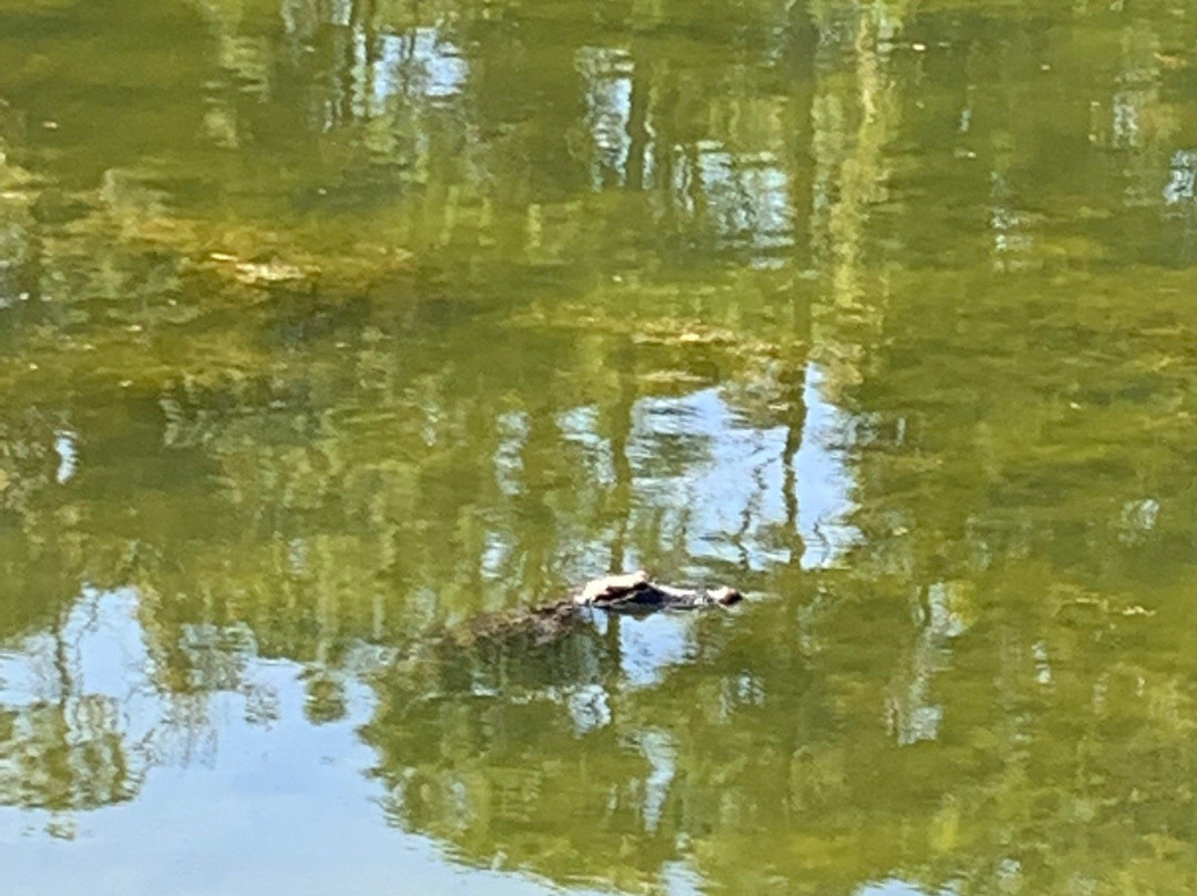 Jekyll Island Trail System-吉柯岛必去景点