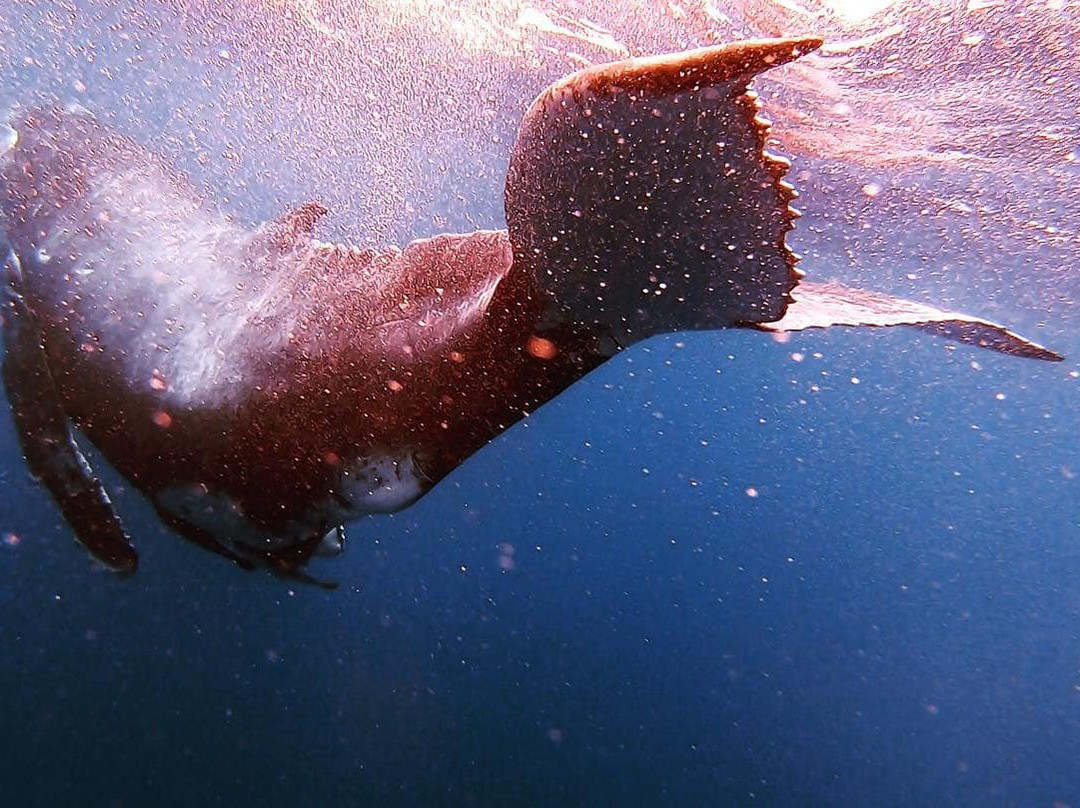 Whale Dive Tonga-努库阿洛法必去景点