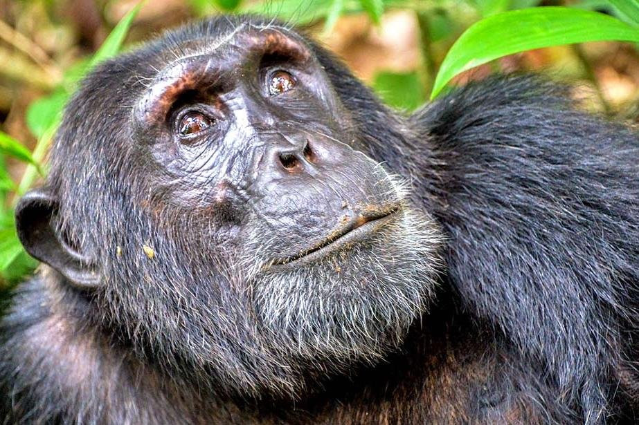 Gombe Safari-Kigoma必去景点