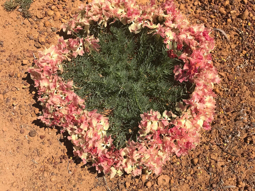 Perenjori Visitors Centre-Perenjori必去景点