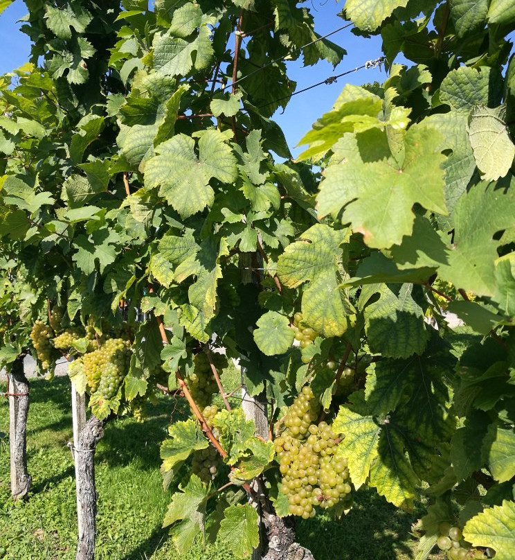 Kollerhof Weinbau Lieleg主图