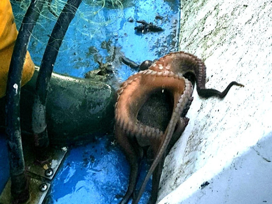 Pescaturismo Baronessa-拉斯佩齐亚必去景点