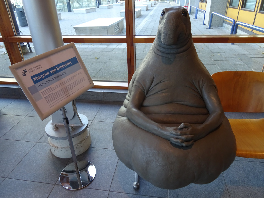 Homunculus Loxodontus景点图片