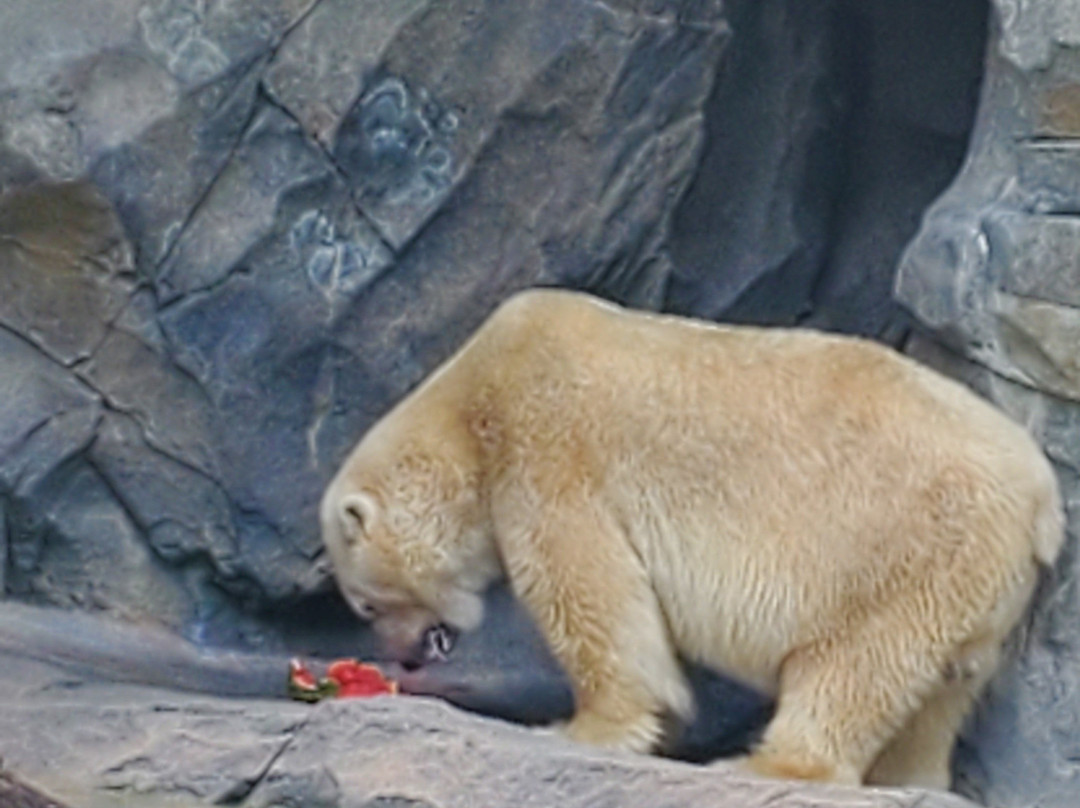 Cincinnati Zoo & Botanical Garden-辛辛那提必去景点