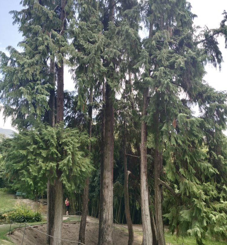 Arboretum of Arco景点图片