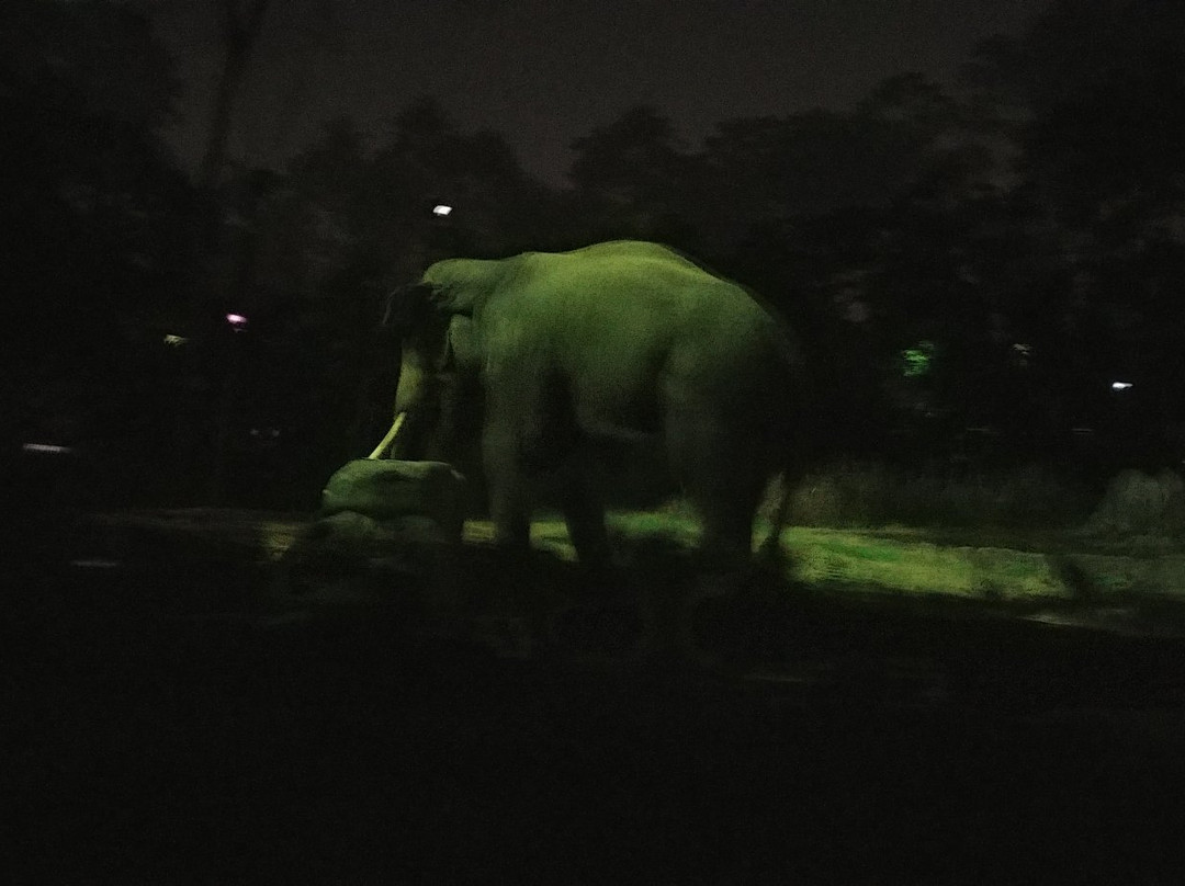 夜间野生动物园景点图片