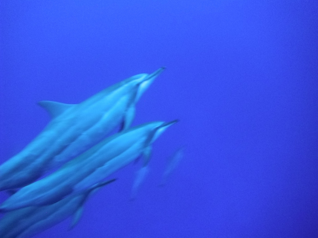 Magical Niue Sea Adventures-阿洛菲必去景点