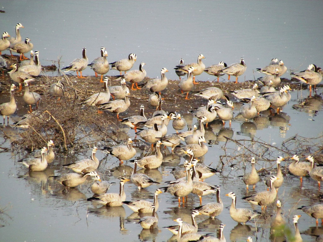 Magadi Lake Bird Sanctuary,gadag景点图片