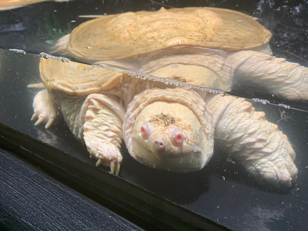 Alligator Alley Adventures-威斯康星峡谷必去景点