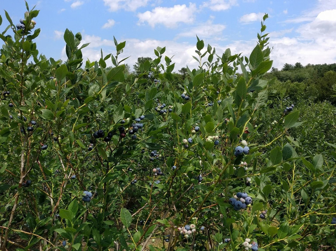 Tikkanen's Berry Farm-Sterling必去景点