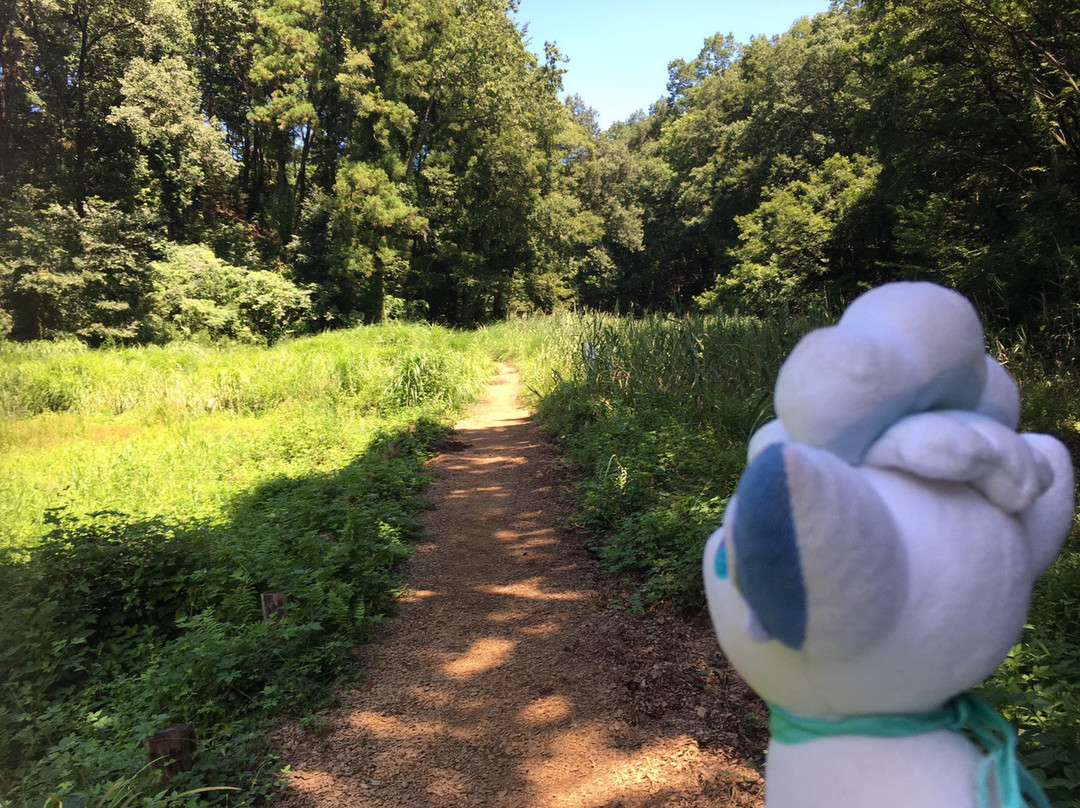 Tonosu Mountain-饭能市必去景点