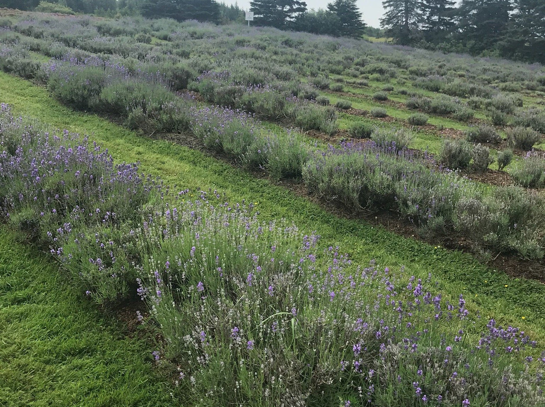 Seafoam Lavender Company and Gardens景点图片