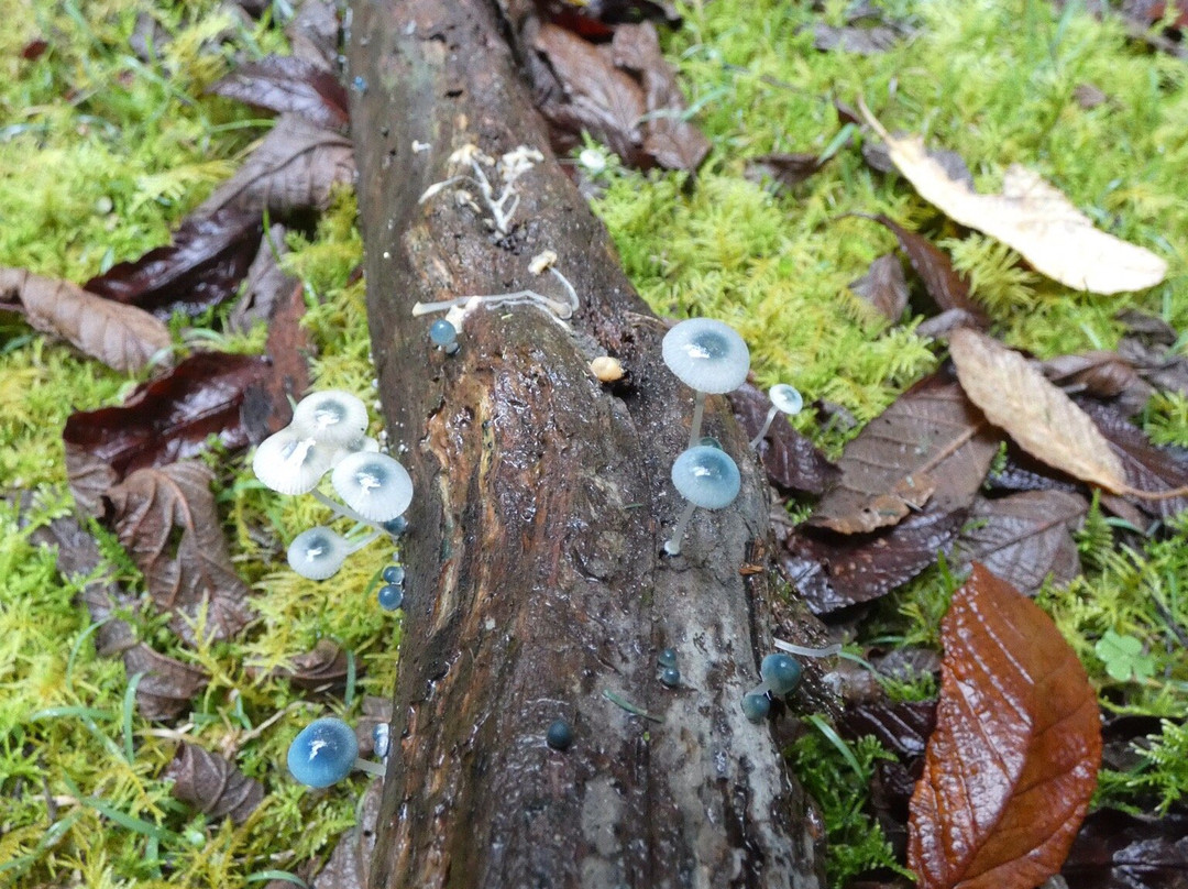 Black Glen Falls-Lachlan必去景点