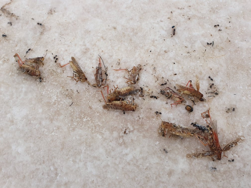 Sorochya Balka-Elton必去景点