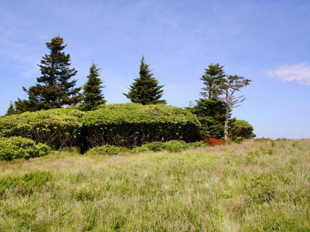 Roan Mountain State Park景点图片