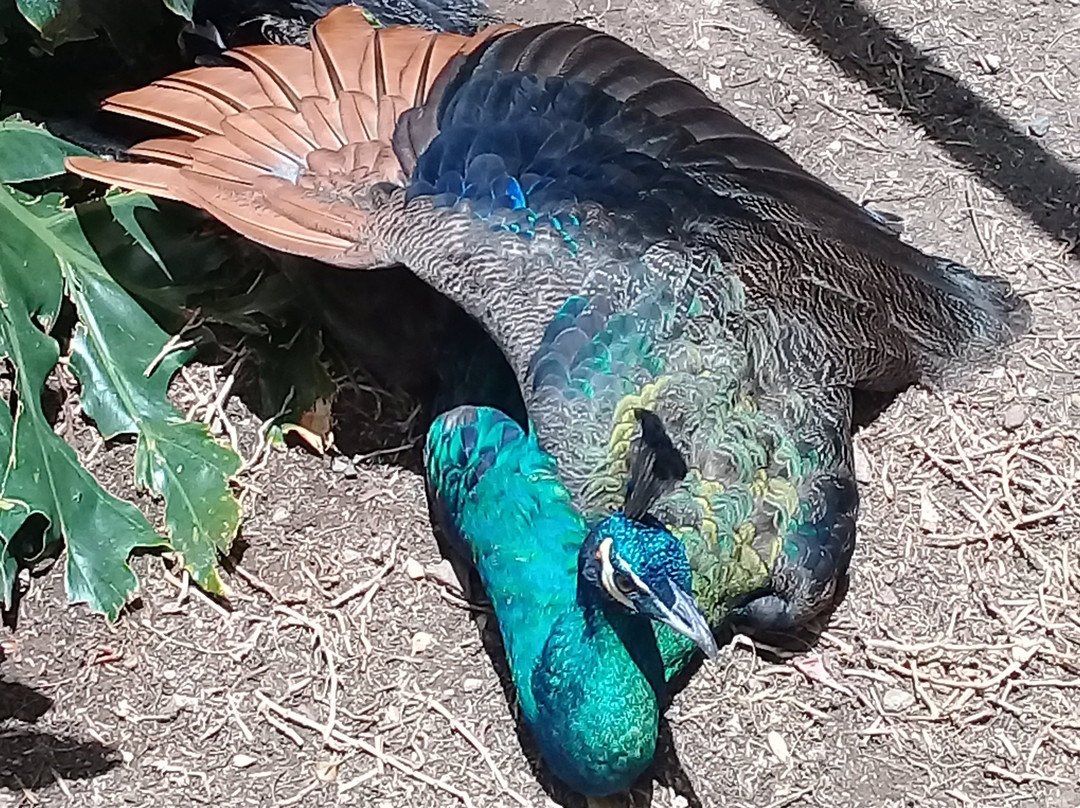 Parque Zoológico de León景点图片