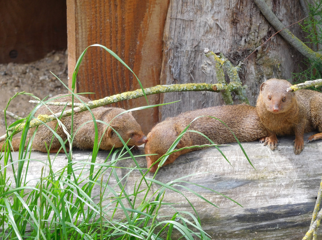 Les Jardins Animaliers Biotropica景点图片