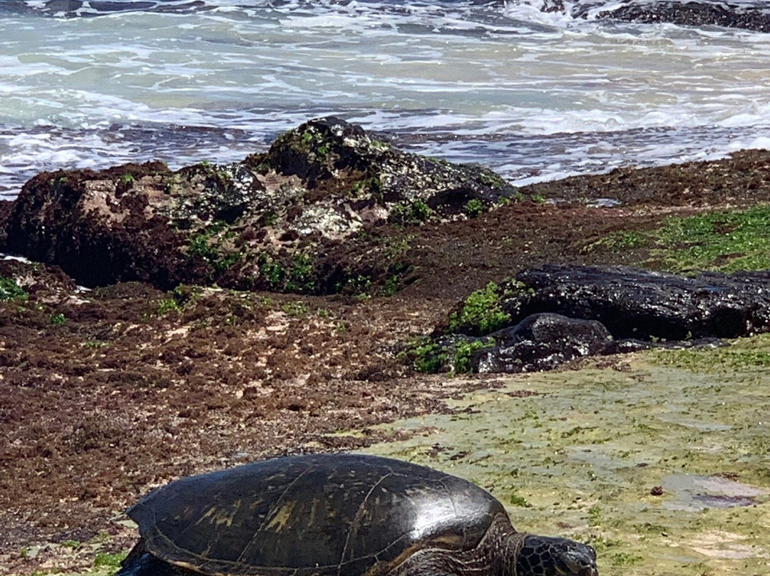 Lost Survivors Beach Camp-哈雷瓦必去景点