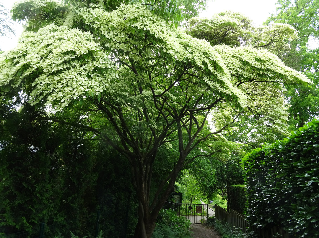 Botanische Tuin Dr. Costerus景点图片