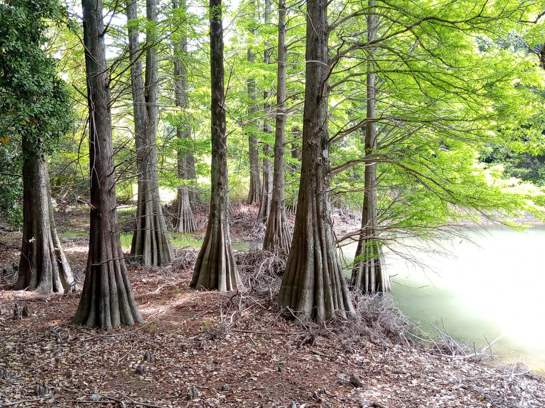 Sasaguri Kyushu University Forest景点图片