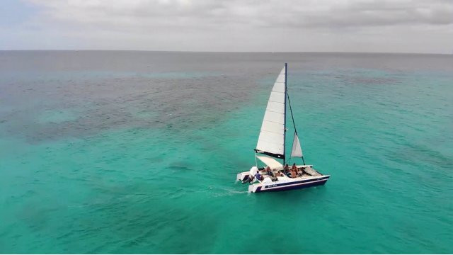 Super Cats-布里奇顿必去景点