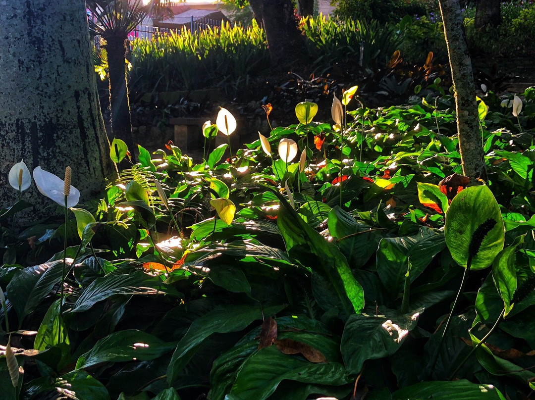 Parque Ruber Van Der Linder (Pau Pombo)-Garanhuns必去景点