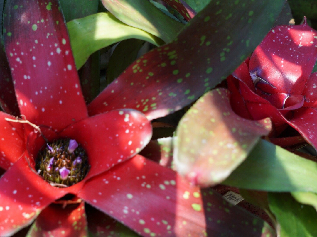 Washington Park Botanical Gardens-斯普林菲尔德必去景点