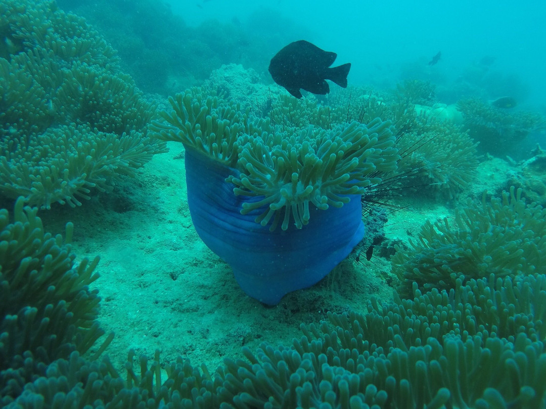Scubafish潜水中心景点图片
