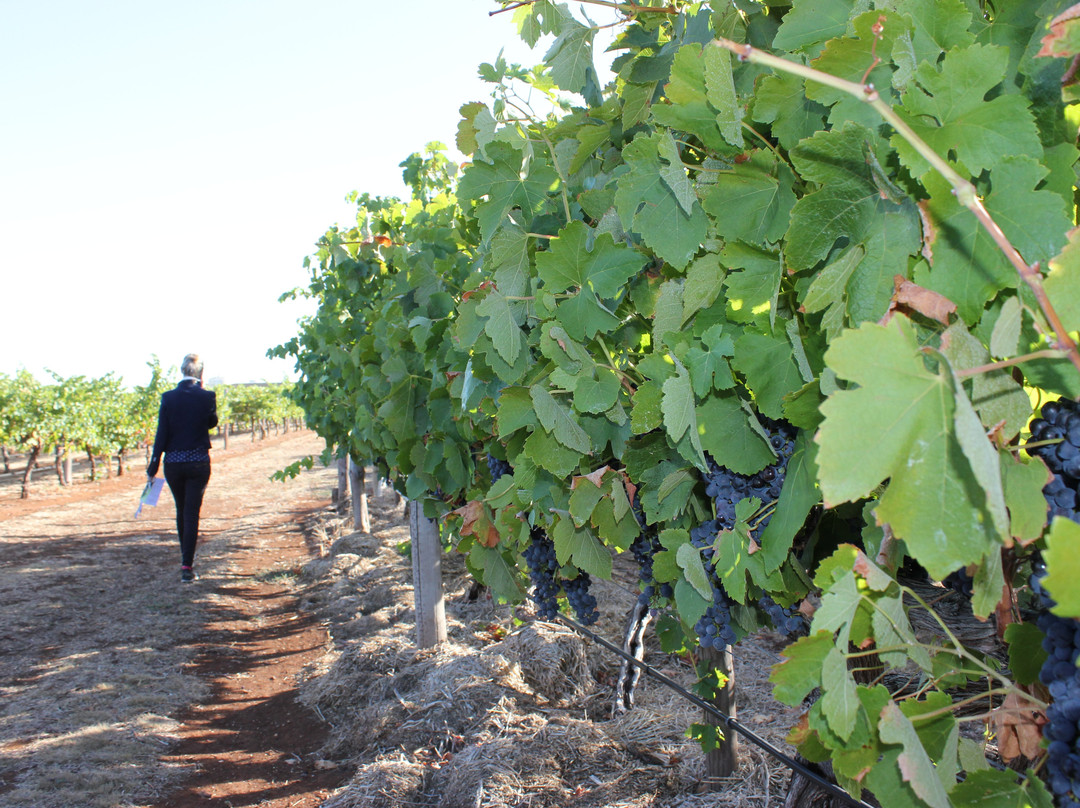 Coonawarra Wineries Walking Trail-Coonawarra必去景点
