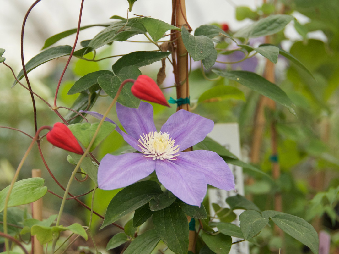 Rogerson Clematis Garden-莱克奥斯韦戈必去景点
