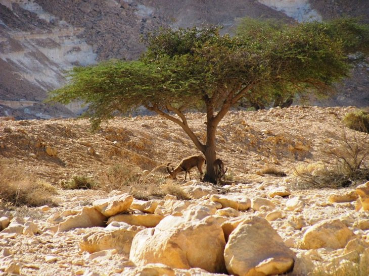 Barak canyon-Paran必去景点