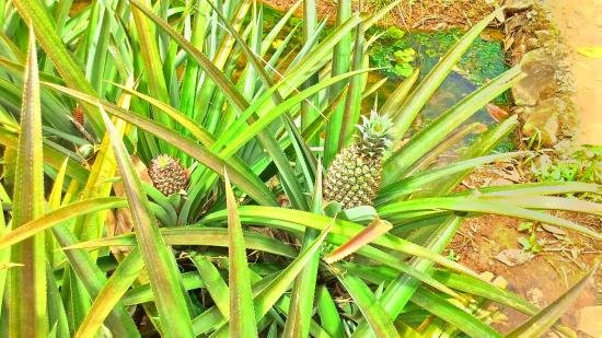 Kerala Farm景点图片