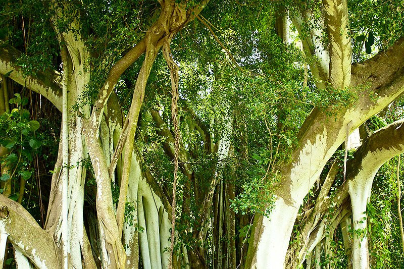 Kauai Banyan Inn主图