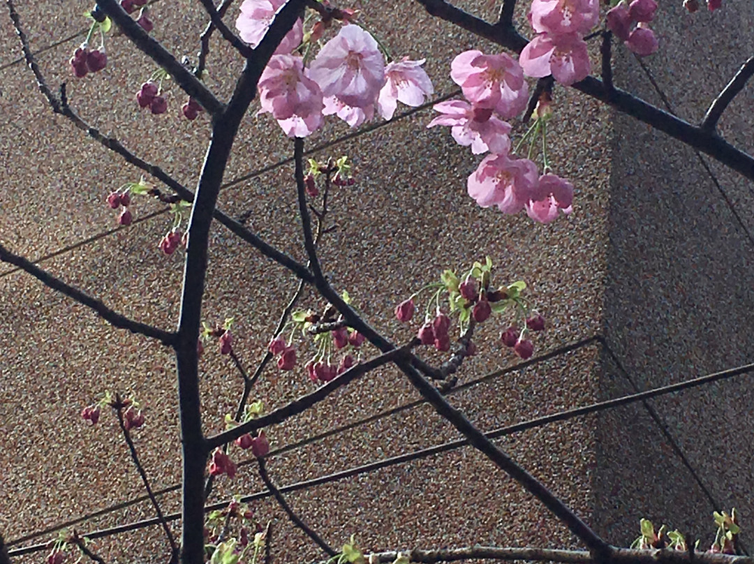 Chiyoda Nyan To Naru Cafe-千代田区必去景点