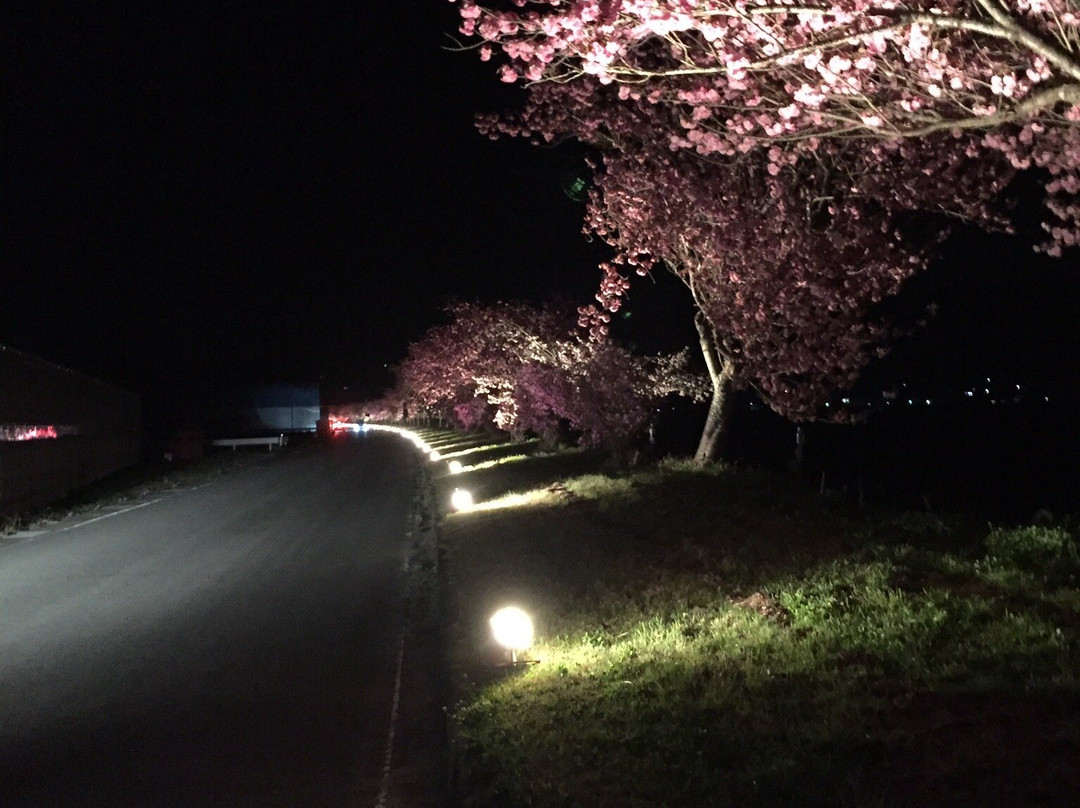 Tenryukyo Sakura Kaido景点图片