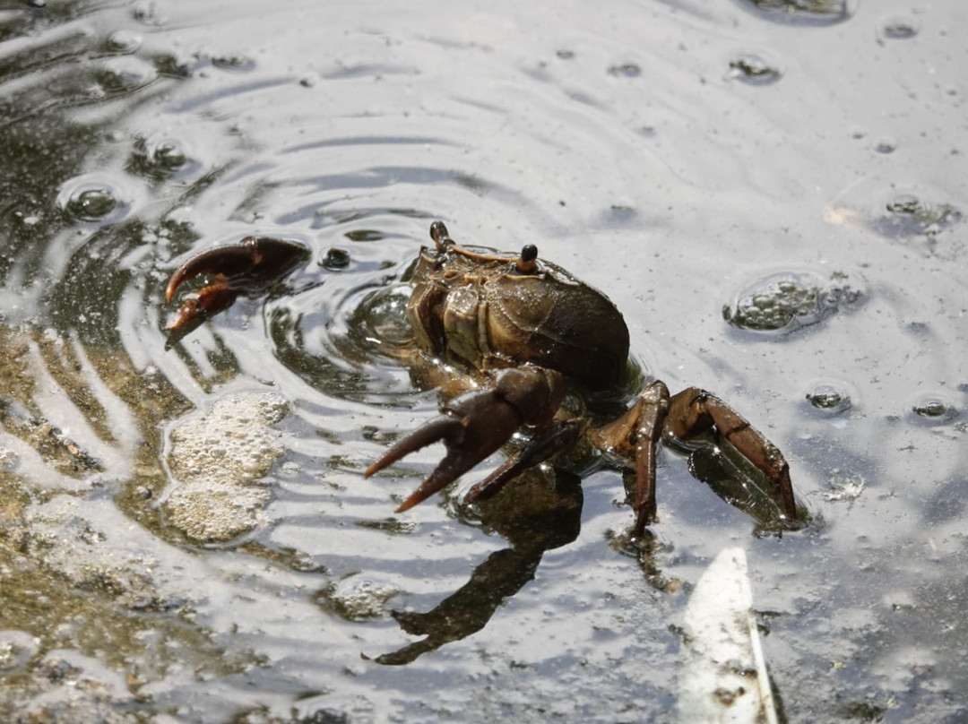 Austin Roberts Bird Sanctuary-比勒陀利亚必去景点