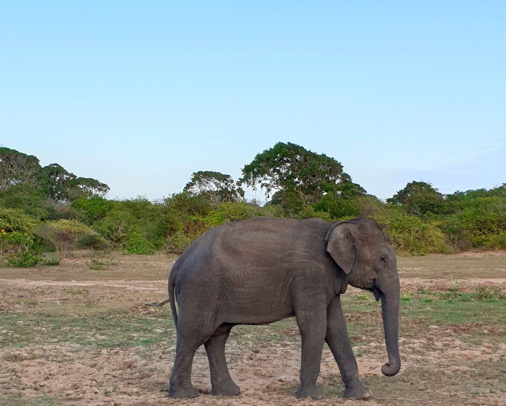 Go Yala Safari Tours-蒂瑟默哈拉默必去景点