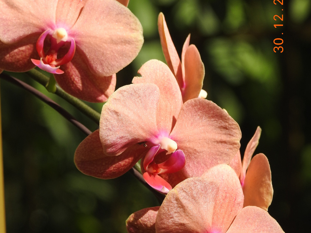 National Orchid Garden-莫尔兹比港必去景点