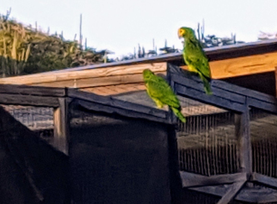 Echo Parrots and People-Rincon必去景点