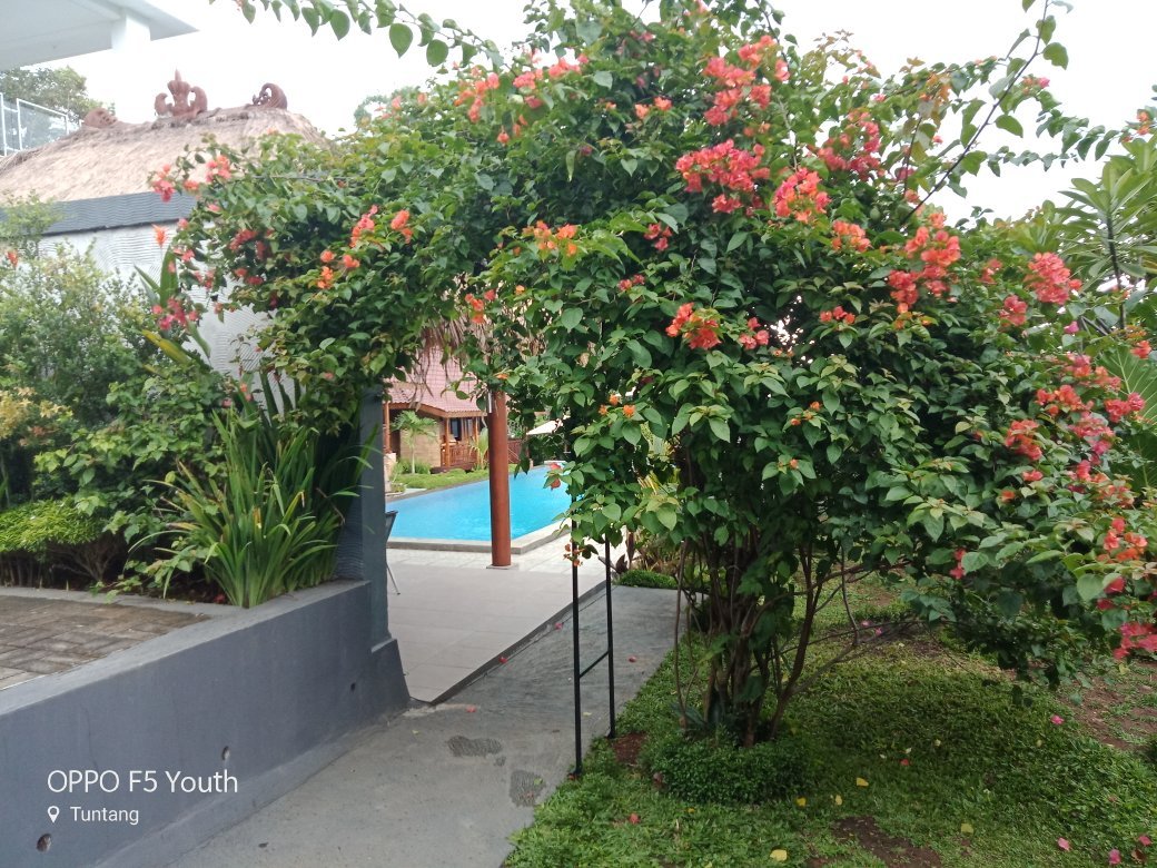 Paradijs Van Java-官方