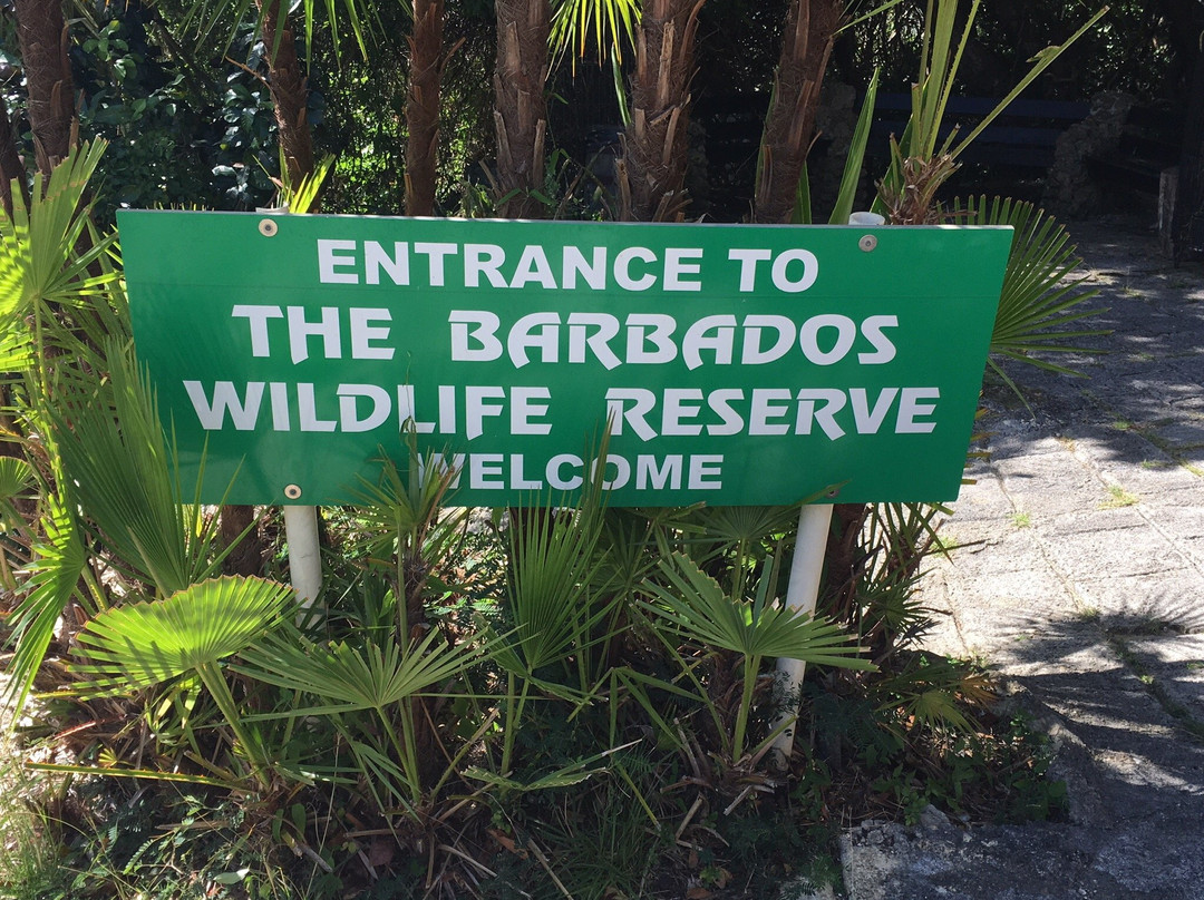 Barbados Wildlife Reserve景点图片